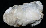Large Crystal Filled Fossil Clam - Rucks Pit, FL #5787-3